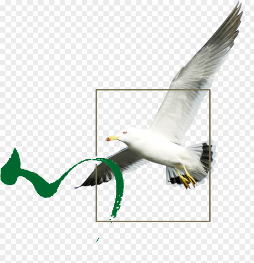 Bird Download Icon PNG