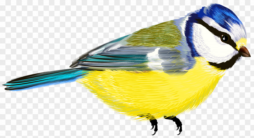 Bird Transparent Clipart Clip Art PNG