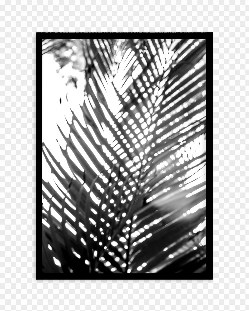 Black Blur Photography Palm Springs Poster Font Palmier PNG