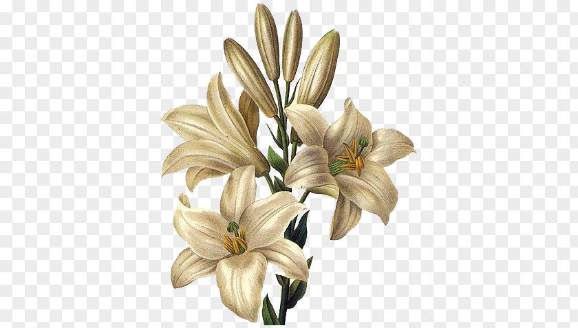 Flower Lilium Candidum Drawing Painting Easter Lily PNG