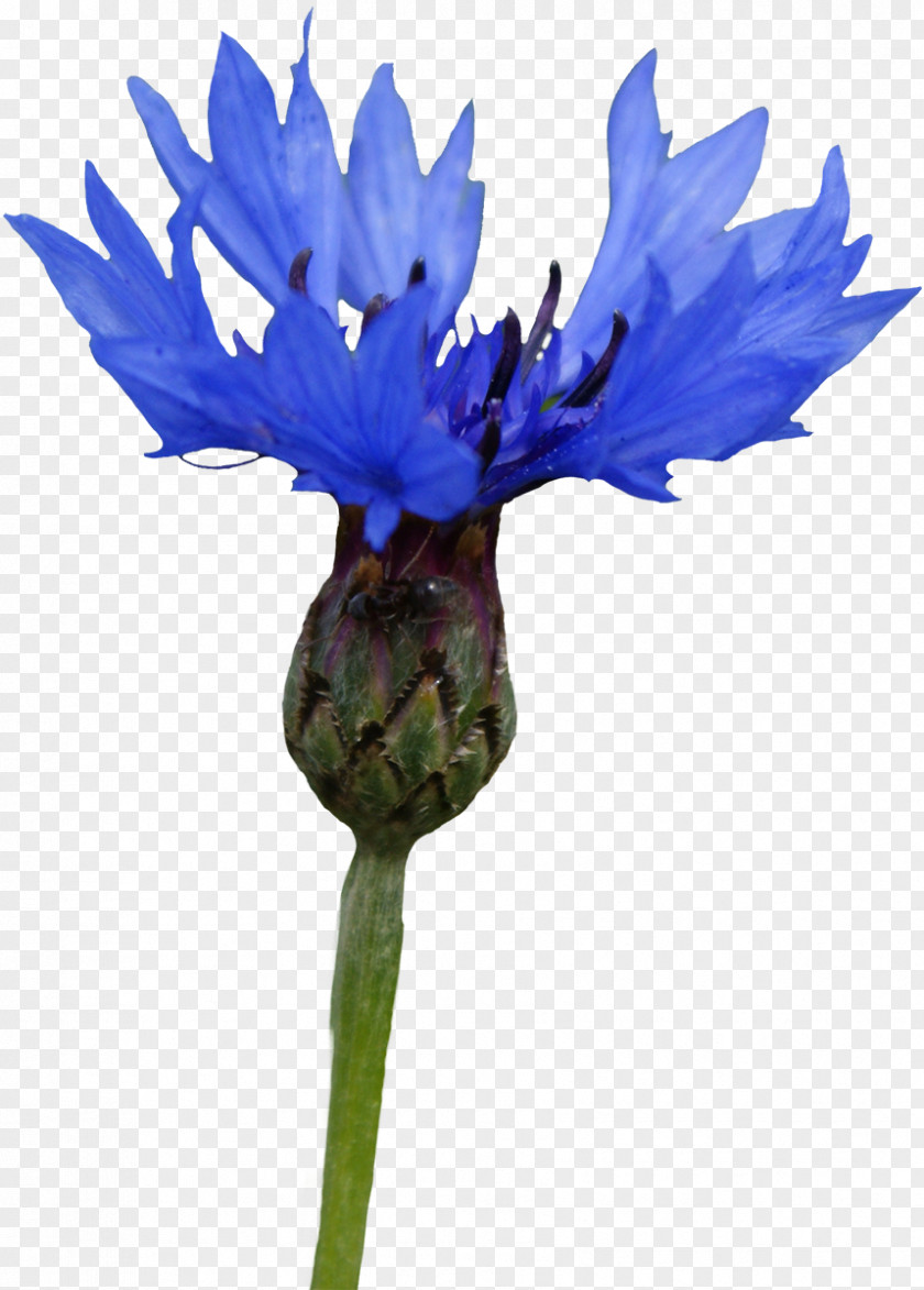 Gazania Cornflower Photography Clip Art PNG