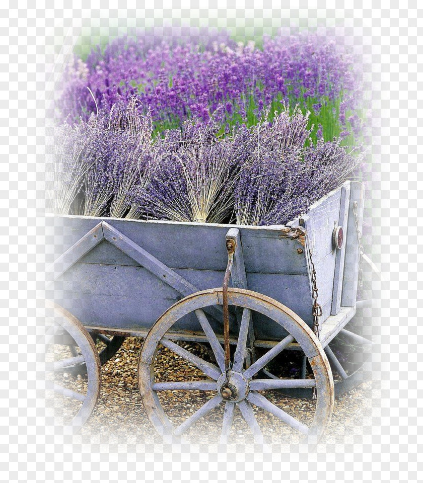 Lavande Lavander Field French Lavender Garden Flower PNG