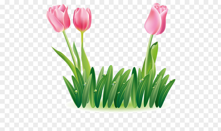 Tulip Animaatio Clip Art PNG