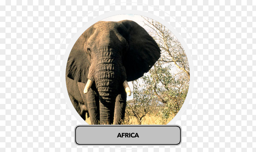 Africa Travel African Bush Elephant Lion Rhinoceros Elephantidae PNG