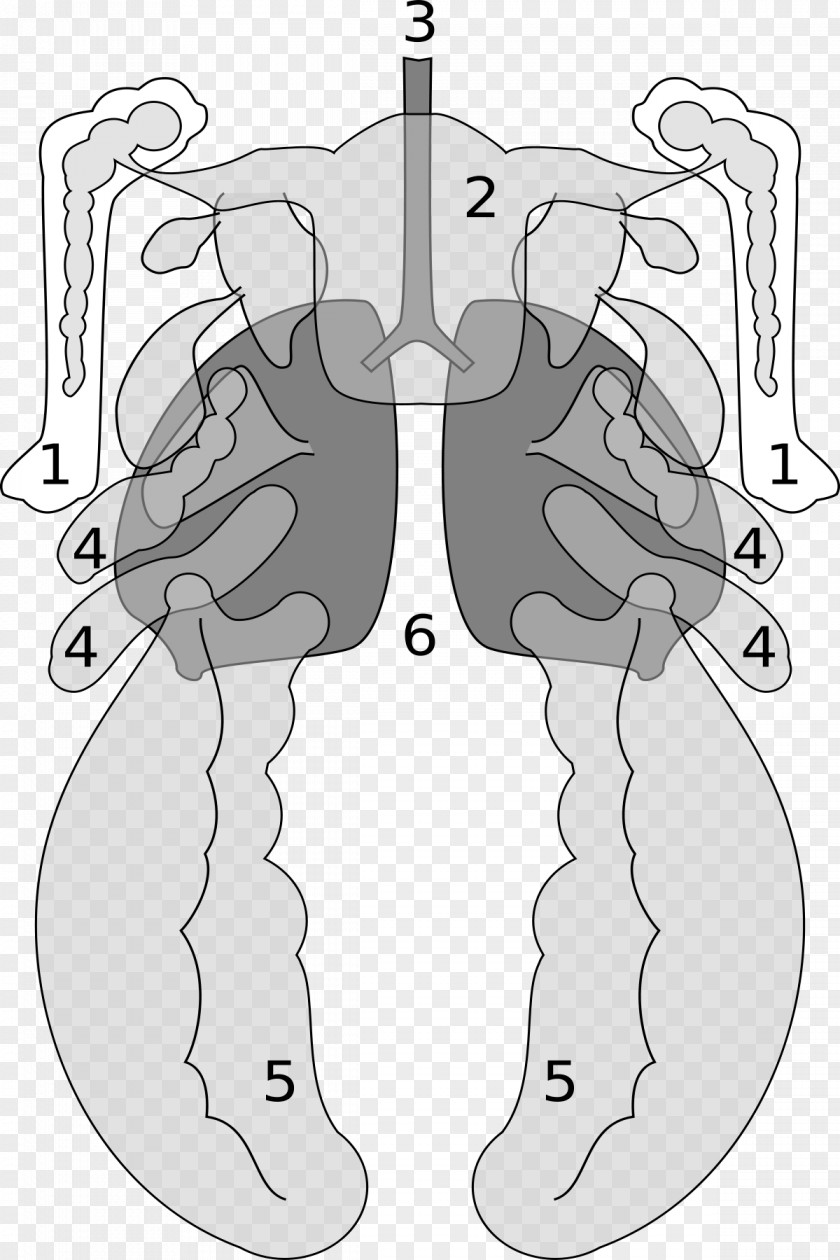 Bird Anatomy Vertebrate Luftsack Lung PNG