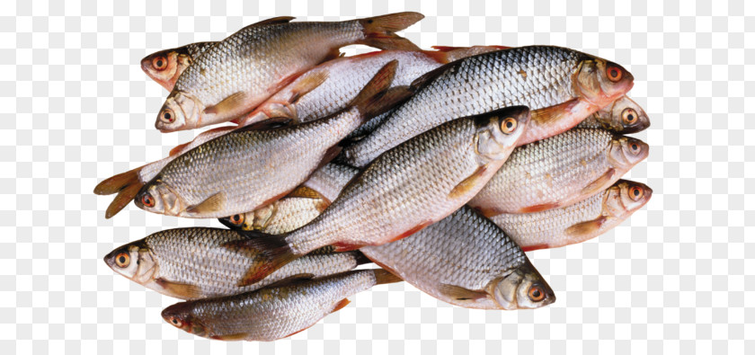 Fish Food Clip Art PNG