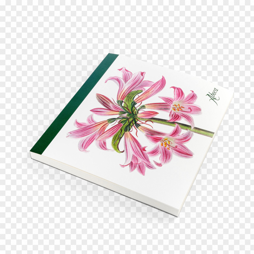 Flower Aboca Museum Jersey Lily Lilium Petal PNG