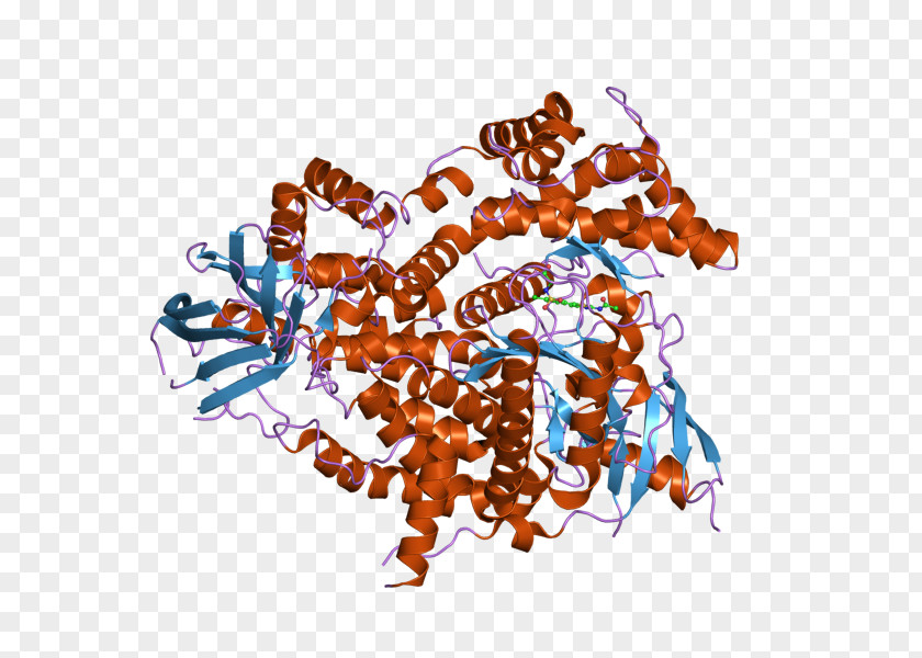 HECT Domain Wikipedia Ubiquitin UBE3A Protein PNG