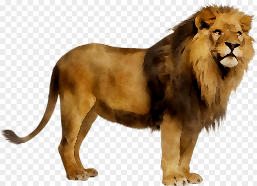 Lion Stock Photography Royalty-free Image PNG