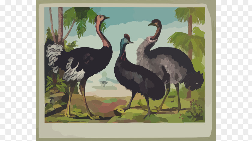 Ostrich Cliparts Common Bird Canvas Print Oil Painting Clip Art PNG