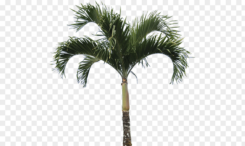 Palm Tree Caryota Mitis Washingtonia Filifera Arecaceae PNG