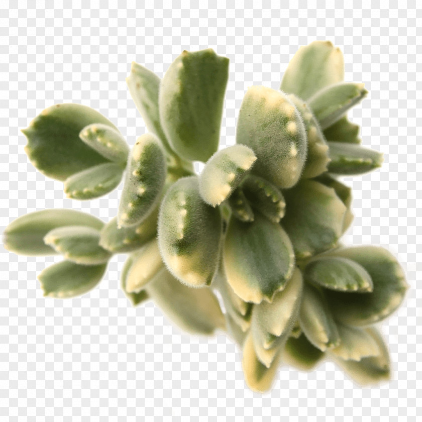 Aloe Variegata Plants PNG