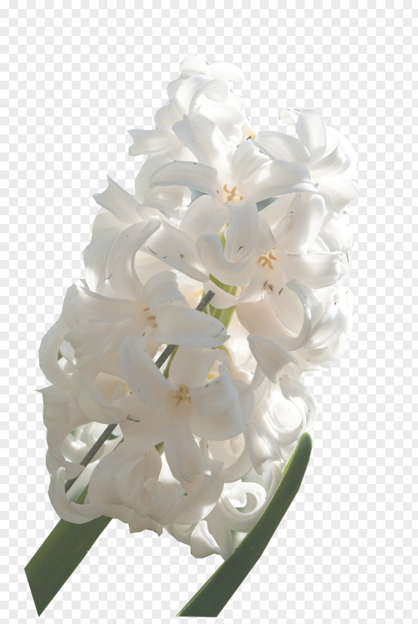 Flower Floral Design Cut Flowers Bouquet PNG