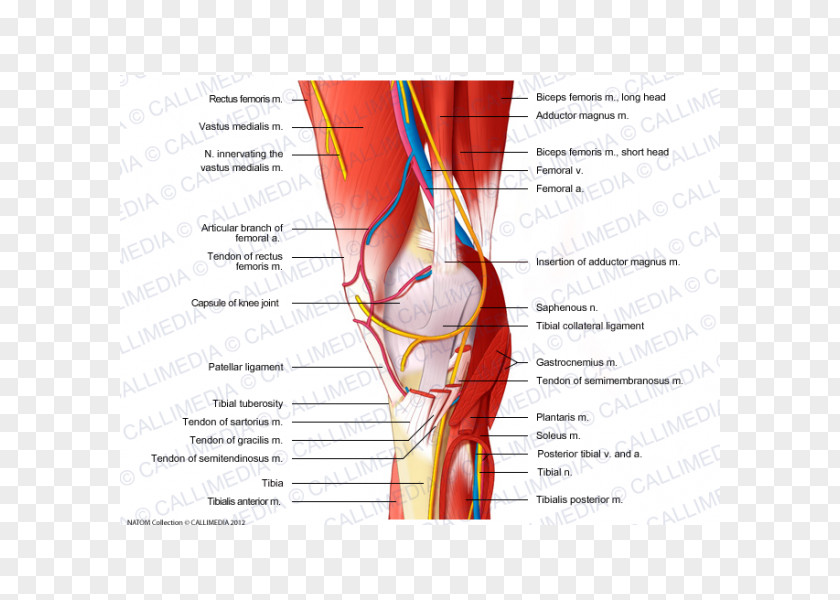 Lymphatic Vessel Nerve Knee Muscle Blood Muscular System PNG