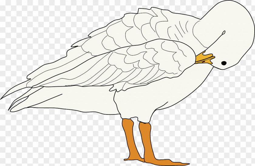 White Ducks Goose Bird Clip Art PNG
