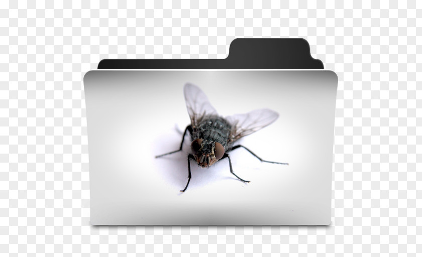 Bee Desktop Wallpaper Metaphor PNG