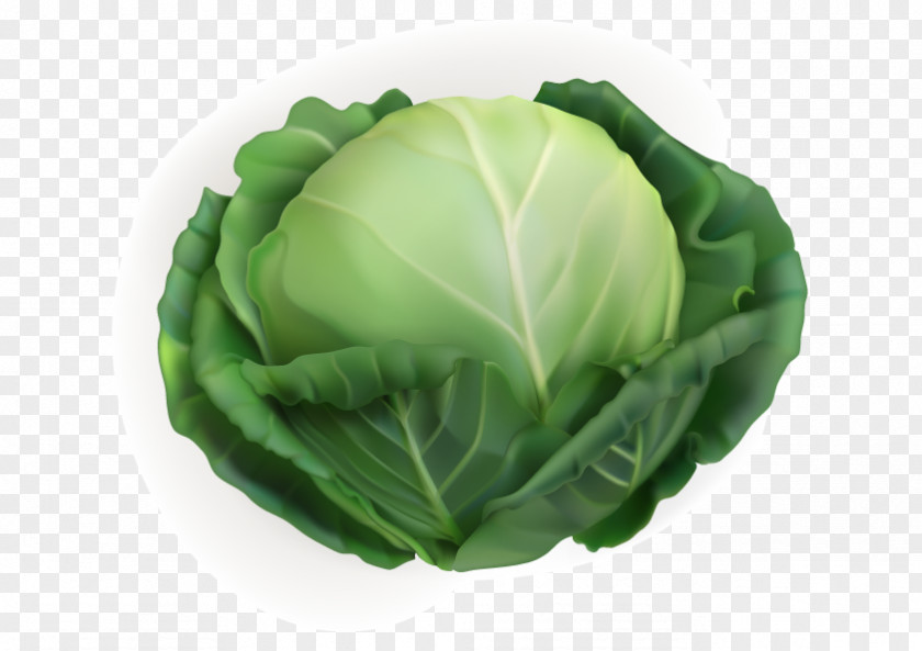 Cabbage Spinach Vegetables White Vegetable Chinese PNG