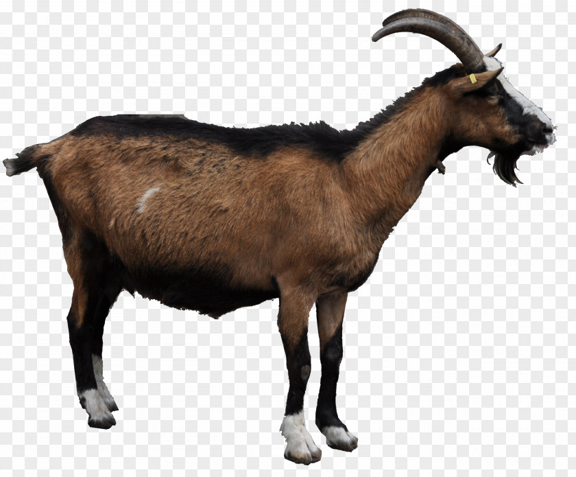 Goat File Clip Art PNG