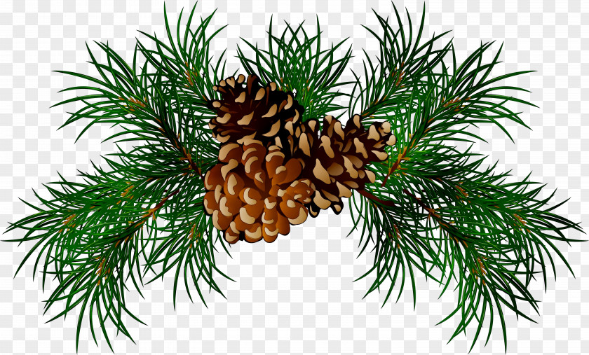 Pine Fir Spruce Conifer Cone Clip Art PNG