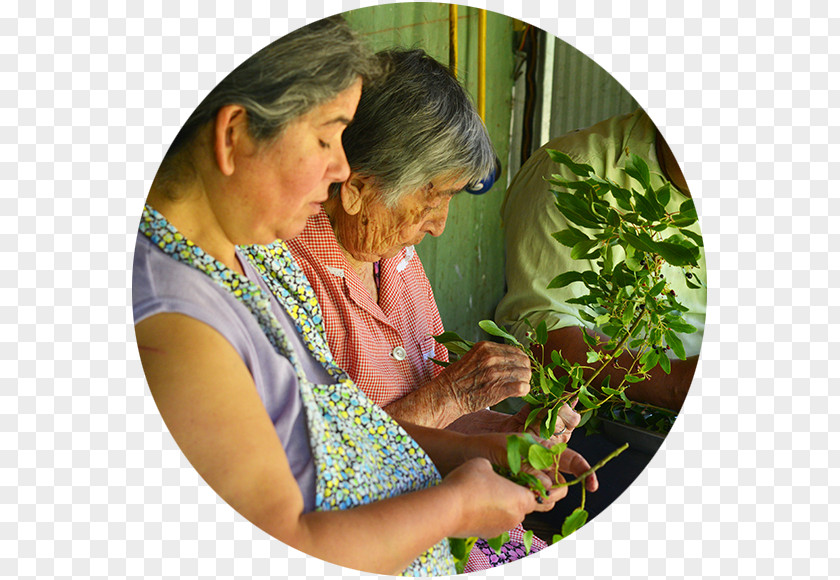 Serrated Leaves El Maqui Berry Culture Alternative Health Services PNG