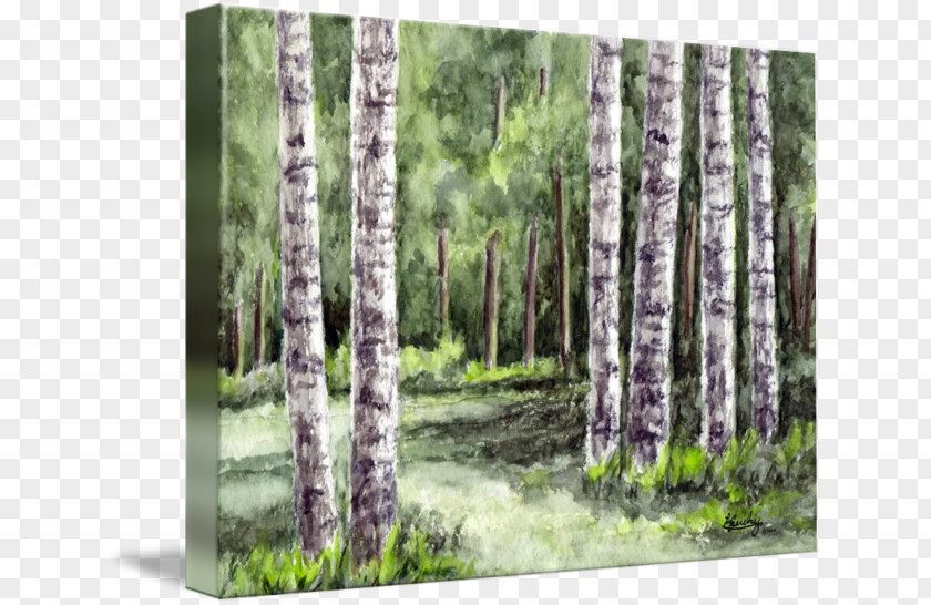 Tree Watercolor River Birch Landscape Painting PNG