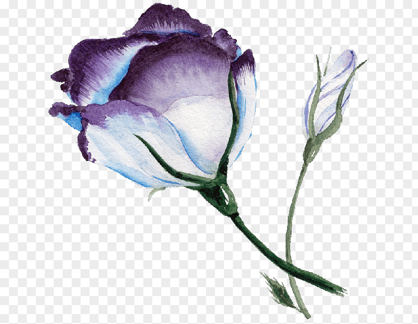 Watercolor Flower Purple Blue Rose Painting PNG