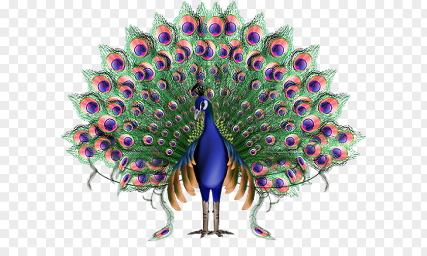 Bird Peafowl Clip Art GIF PNG