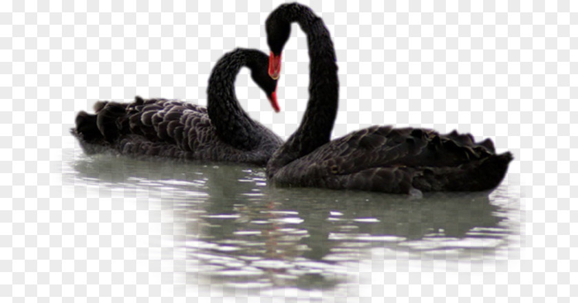 Black Swan PNG