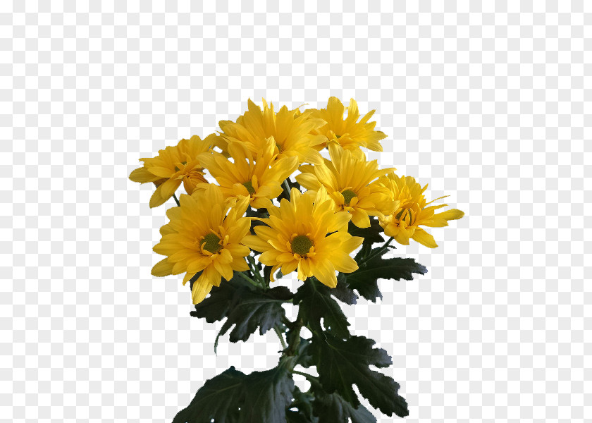 Chrysanthemum Floraco Cut Flowers Plants Transvaal Daisy PNG