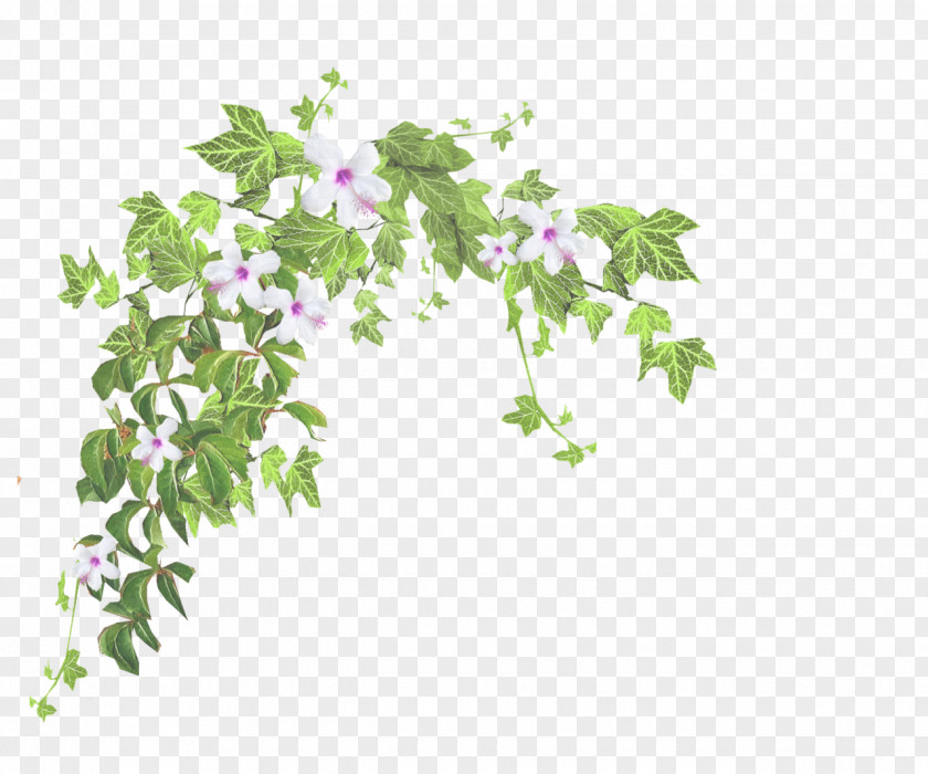 Ivy Family Herb PNG