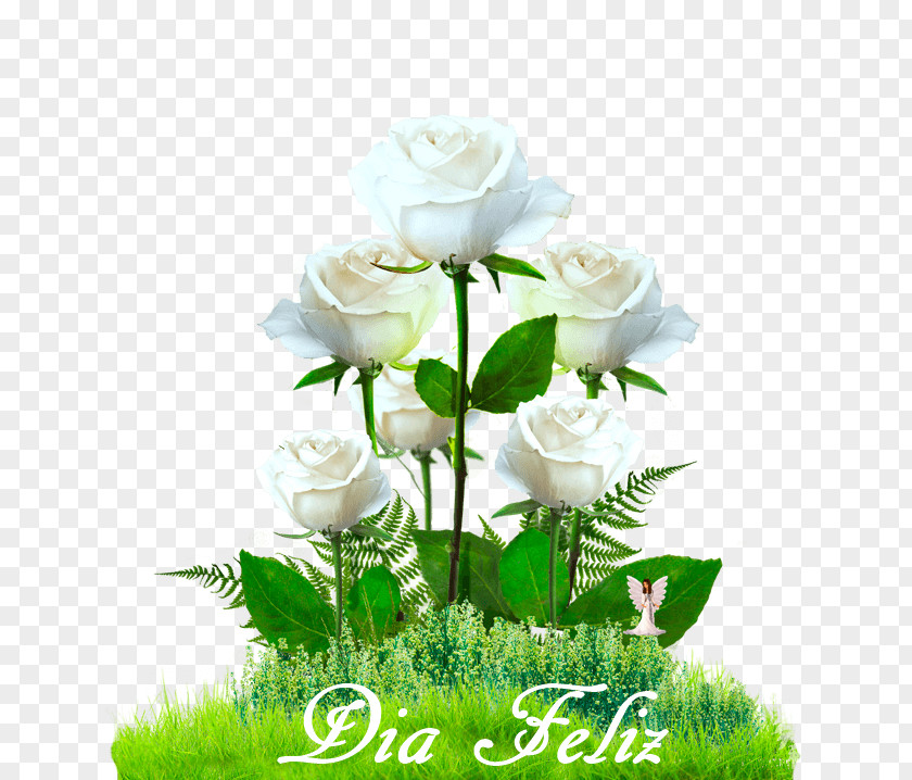 Paula Deen Garden Roses Cabbage Rose Cut Flowers PNG