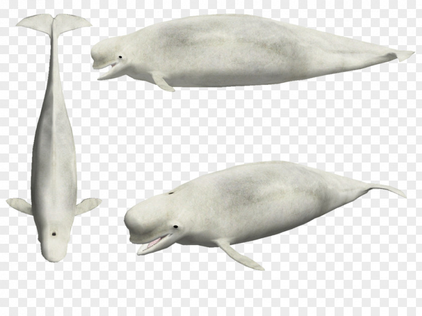 Beluga Dolphin Toto Website Builder PNG