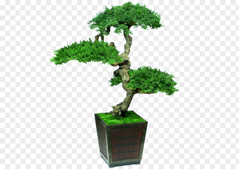 Bonsai Indoor Tree Houseplant Decorative Arts PNG