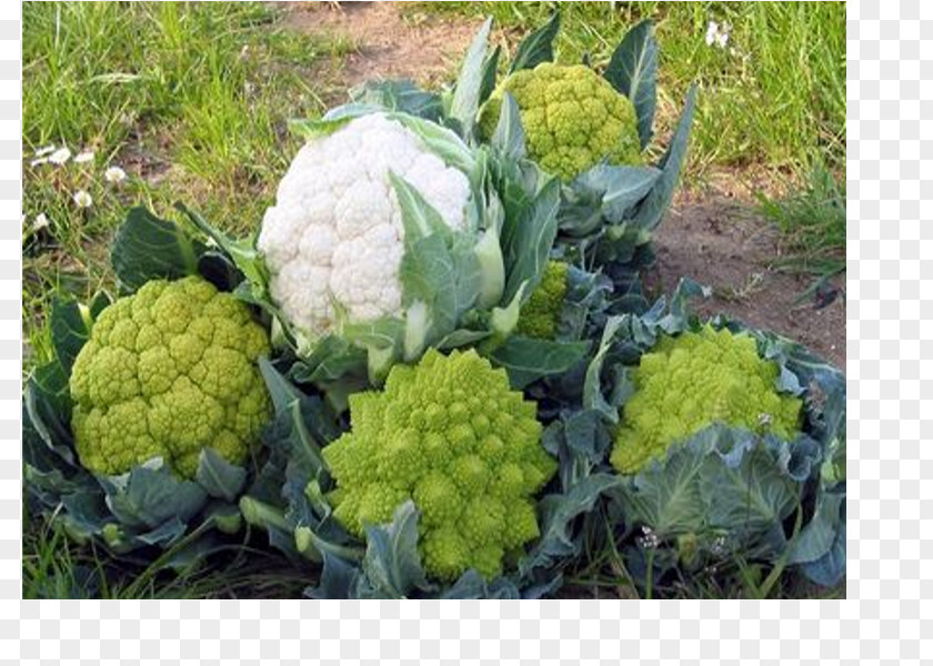 Brassica Rapa Broccoli Cauliflower Market Garden Nursery Plant PNG