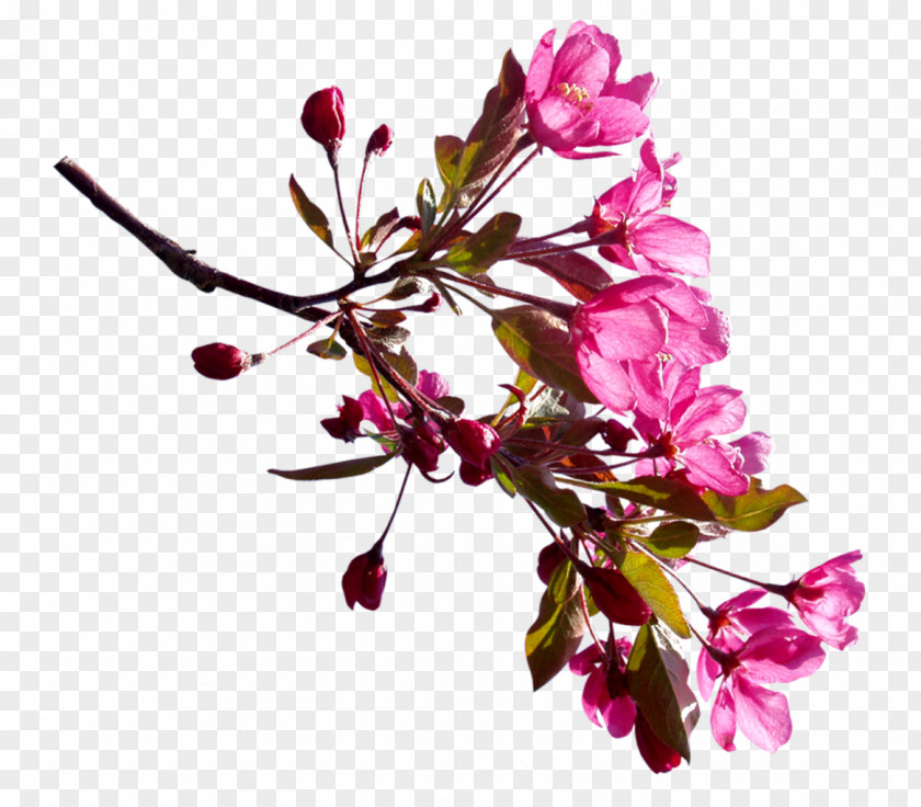 Cherry Blossom Flower Clip Art PNG