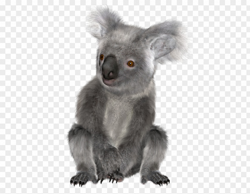 Koala Baby Bear The Greeting & Note Cards PNG