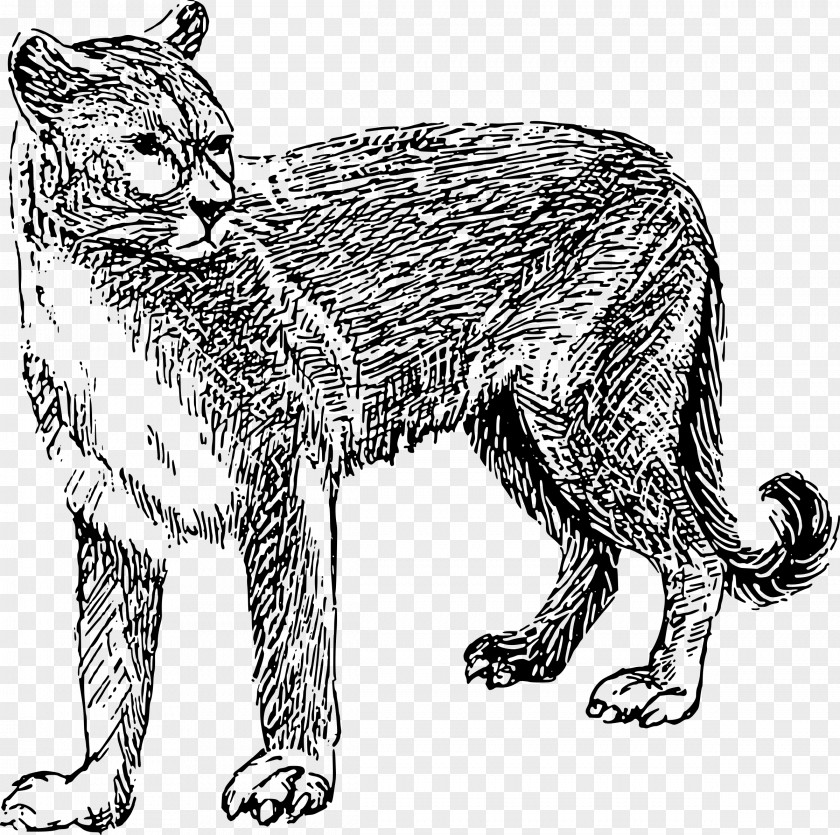 Mammal Cougar Lion Drawing Clip Art PNG