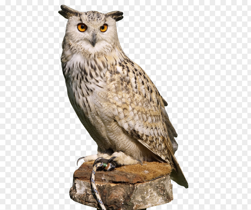 Owl Eurasian Eagle-owl Clip Art Image PNG