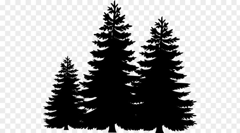 Black Trees Cliparts Pine Tree Silhouette Clip Art PNG