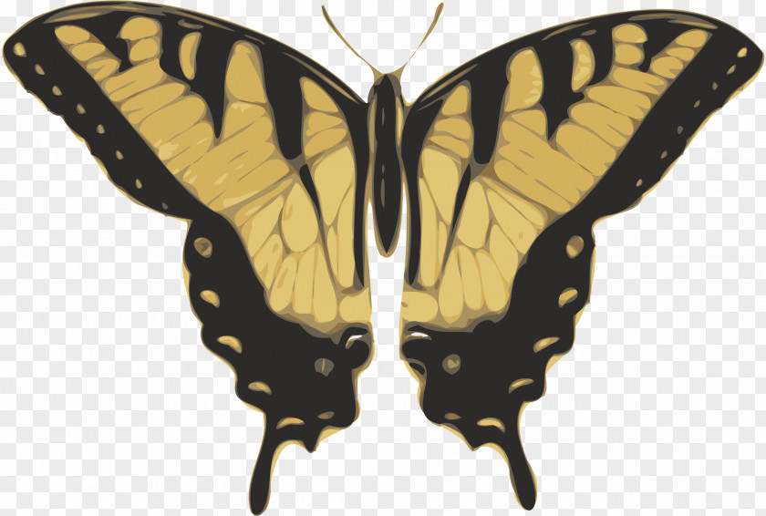 Butterfly Insect Clip Art PNG