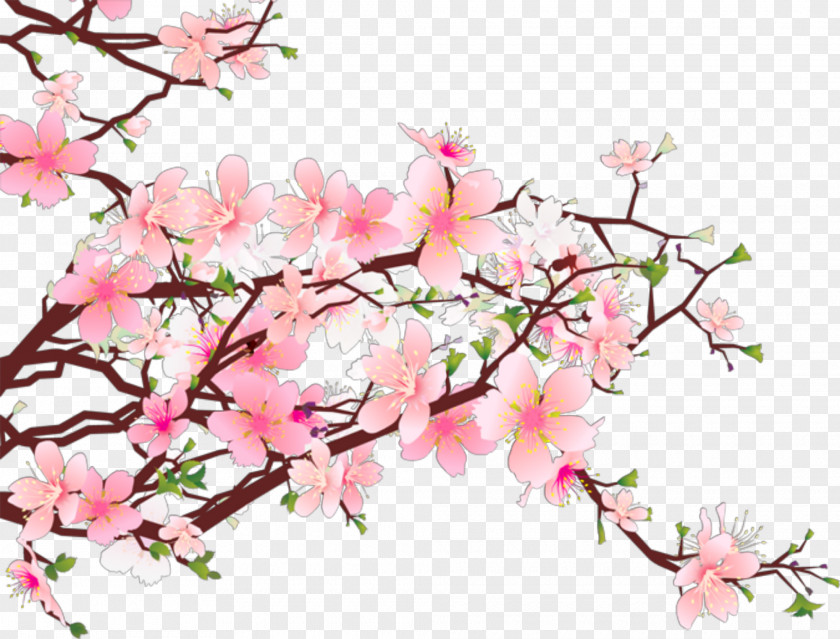 Cherry Blossom Clip Art PNG