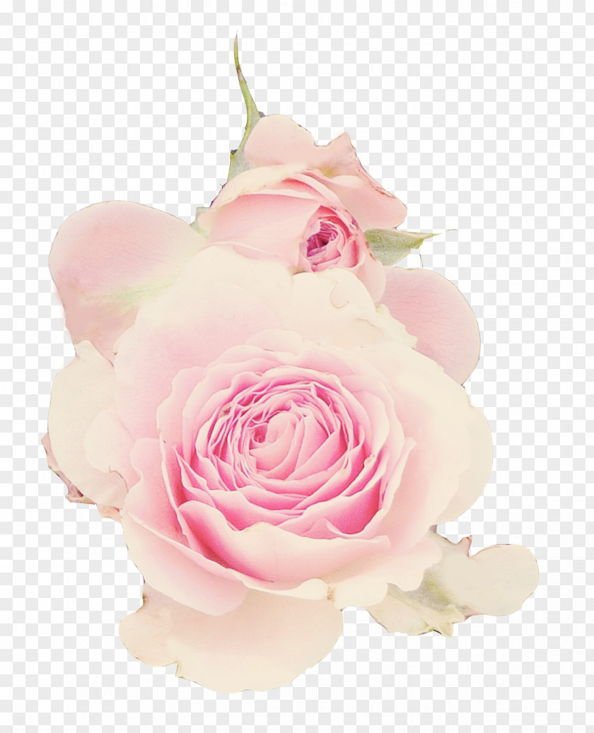 Flower Garden Roses Centifolia Floral Design Cut Flowers PNG