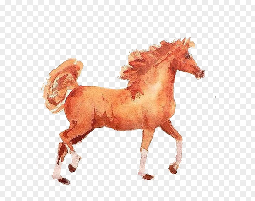 Orange Watermarked Horses Mustang Pony Stallion Penguin Illustration PNG