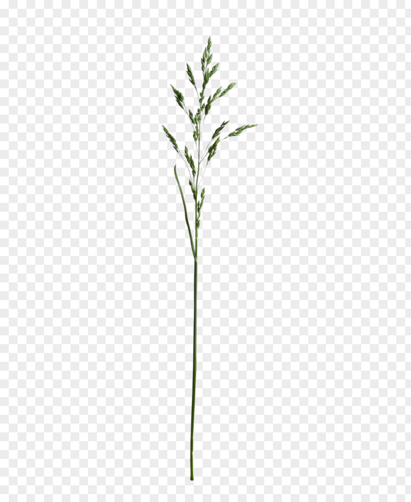Rice Flower tree Twig Plant Stem Leaf Grasses PNG