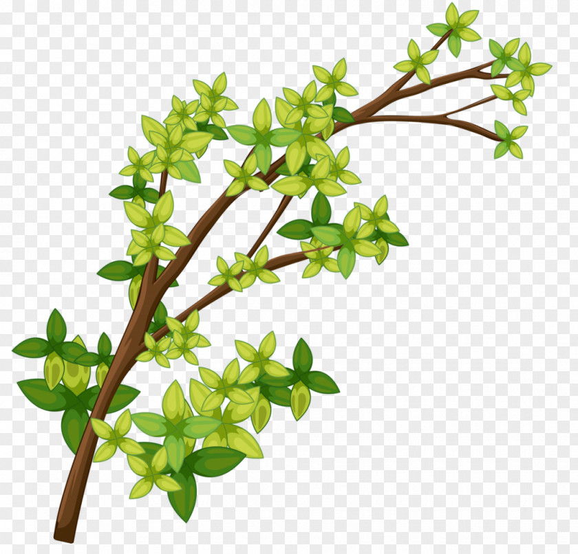 Watercress Spring Greens Royalty-free Vector Graphics Stock Illustration Photography PNG