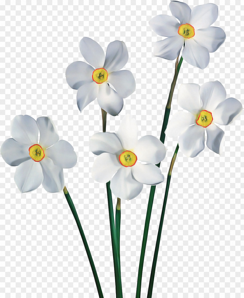Wildflower Pedicel White Lily Flower PNG