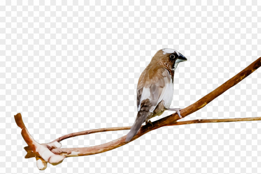 Wren Songbird Bird Beak Branch Perching Twig PNG