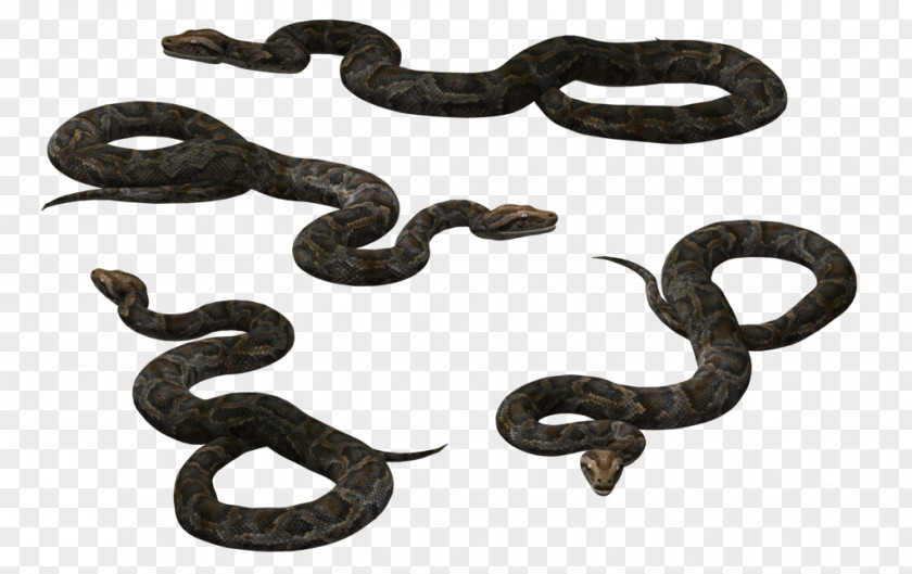 Anaconda Black Rat Snake Vipers Reptile PNG