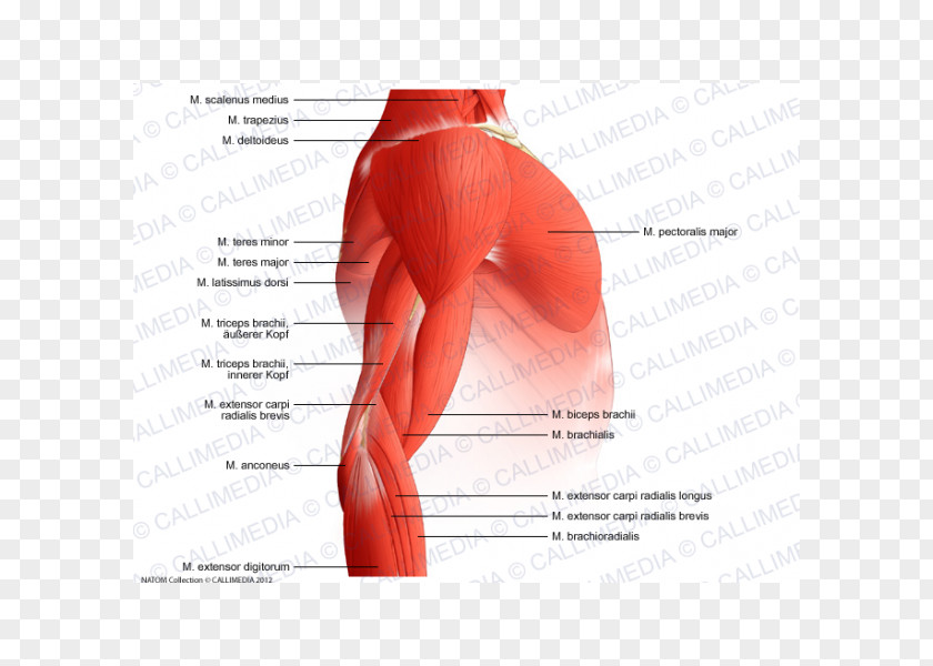 Arm Shoulder Muscular System Muscle Anatomy PNG