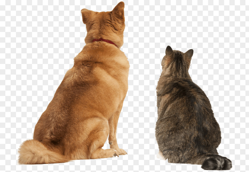 Dog Dog–cat Relationship Persian Cat Ragdoll Pet Sitting PNG